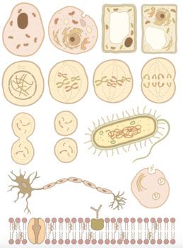 Cell Biology Diagrams by Tobie T | Teachers Pay Teachers