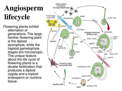 Ppt Angiosperms Powerpoint Presentation Free Download Id9311211