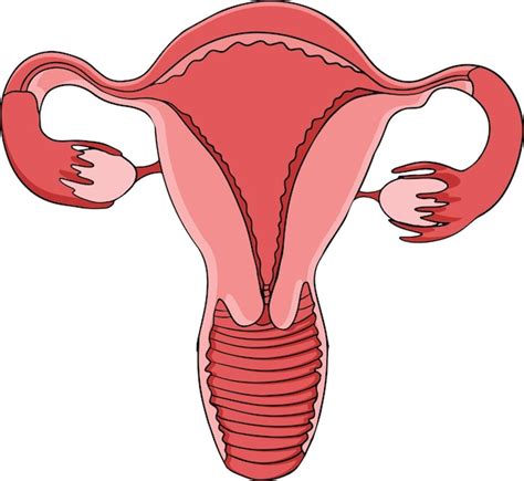 Premium Vector Anatomical Human Uterus Vector Colored Cartoon Icon Hand Drawn Internal