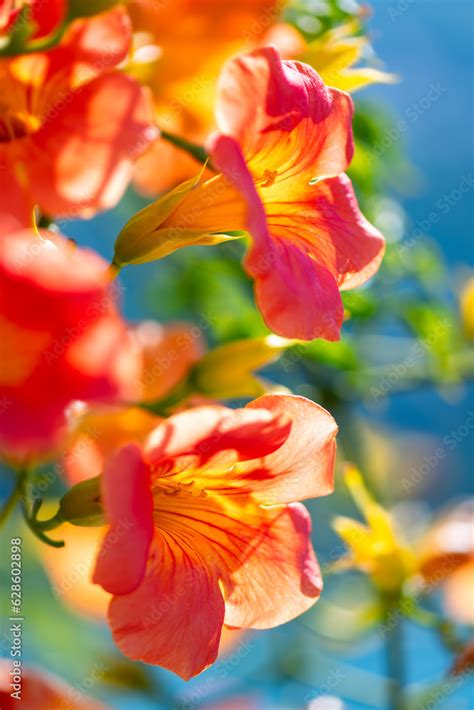 Chinese Trumpet Vine Campsis Grandiflora Is A Fast Growing Deciduous