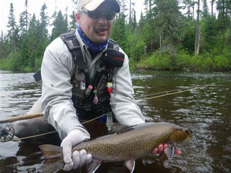 Monster New Brunswick Sea Run Brook Trout