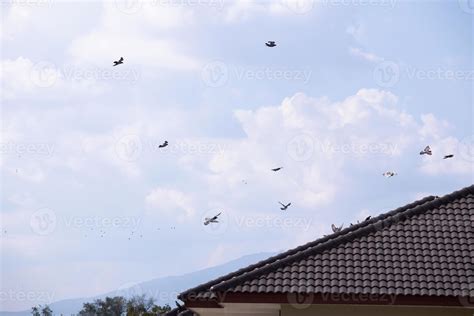 Flock Of Birds Flying In The Blue Sky Over House Roof Stock