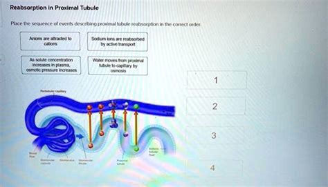 Solved Reabsorption In Proximal Tubule Place The Sequence Of Events Describing Proximal Tubule