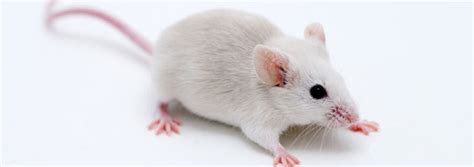 Human Dna In Mice Evolutionary Presumptions The Institute For Creation Research