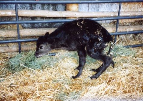 Raquitismo En Animales Jóvenes Causas Síntomas Tratamiento