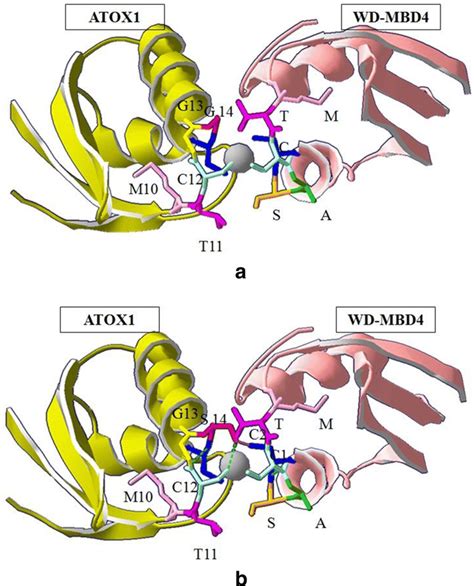 Ribbon Model Of Atox Atp B Protein Dimer Sharing A Copper Atom