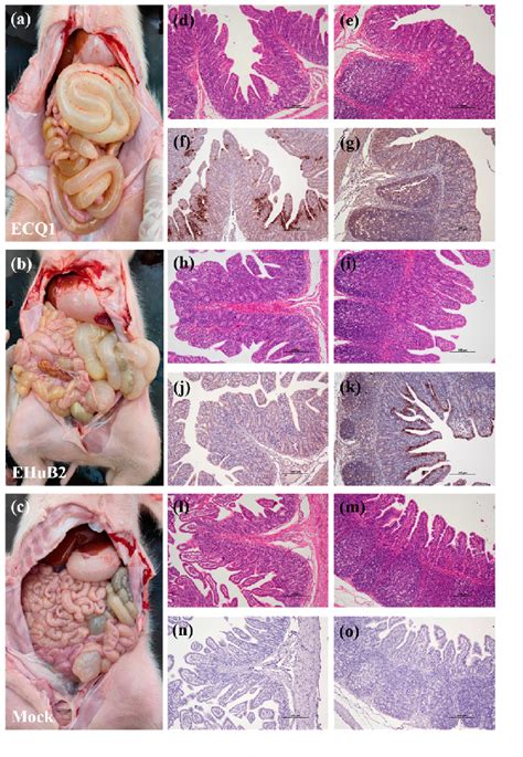 Pdf The Characterization And Pathogenicity Of A Recombinant Porcine