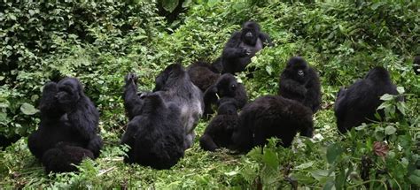 Gorilla Groups In Rwanda Mountain Gorilla Families In Rwanda