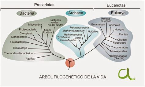 Microbiología Árbol Filogenético