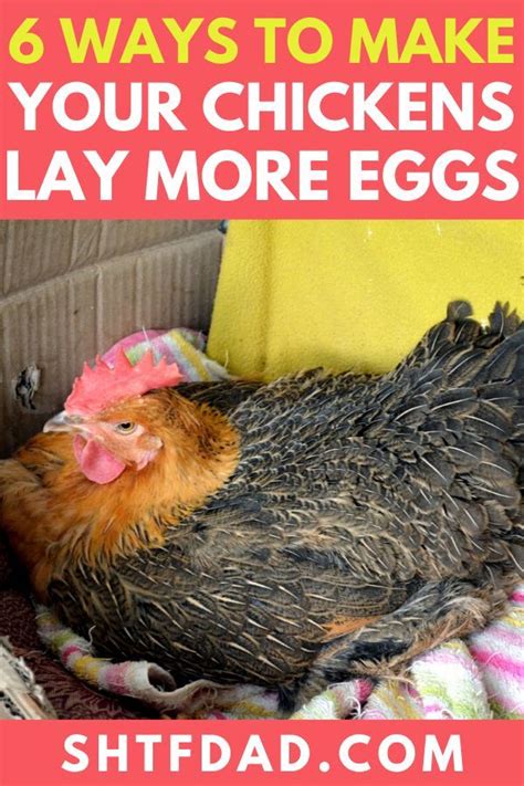 6 Ways To Make Your Chickens Lay More Eggs Chickens Food For Chickens Off Grid Living