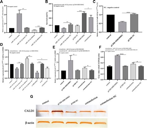 Frontiers MIR100HG Regulates CALD1 Gene Expression By Targeting MiR