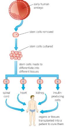 Stem Cells Diagram Quizlet