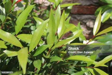 syzygium oleina stock photo  image  beauty beauty