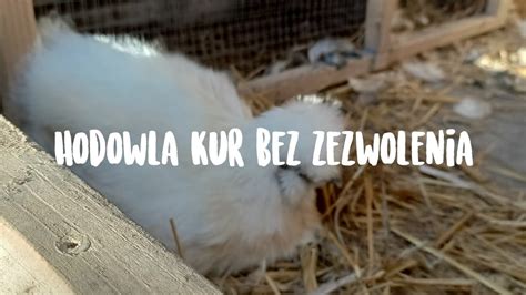 Hodowla Kur Bez Zezwolenia Ile Kur Mo Na Hodowa Bez Zezwolenia Youtube