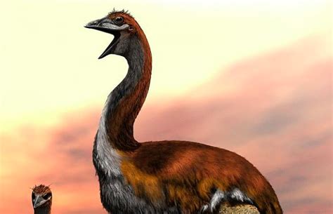 The world’s largest bird ever lived in Madagascar 1,000 years ago ...