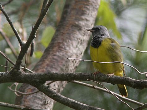 Quabbin birding and beyond: More Mourning Warblers and unusual Blue