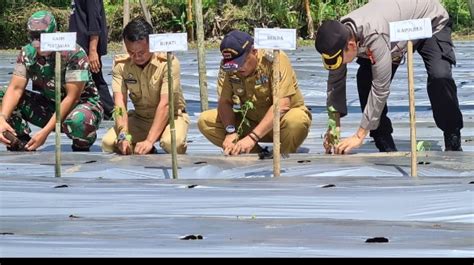 Gerakan Tanam Cabai Merah Serentak Di Pappolo Bupati Support Kadis