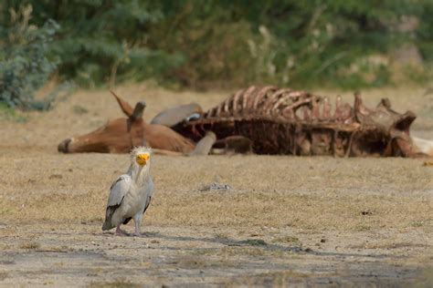 Proximity To Humans Both Boon And Bane For Egyptian Vultures In Nepals