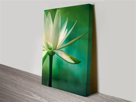 Lotus Flower Wall Print on Canvas | Blue Horizon Prints Australia