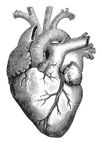 Corazón dibujo a lapiz | Human heart drawing, Anatomy art, Heart drawing