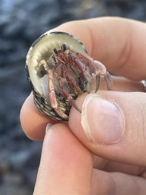 Tawny Hermit Crab From Bali Sea Bali ID On August 21 2023 At 01 55