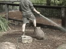 Wombat GIFs | Tenor