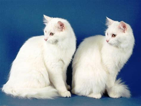 Ангорская кошка (50 Фото) Описание вида. Фотографии ангорской кошки