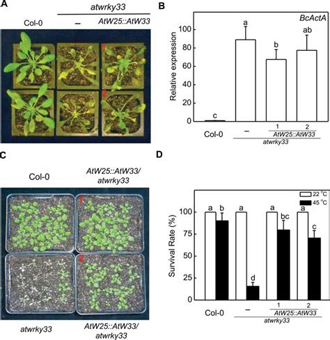 Complementation Of Atwrky33 Mutant For Botrytis Resistance And Heat