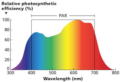 The Best Light Spectrum For Plant Growth Pl Light Systems