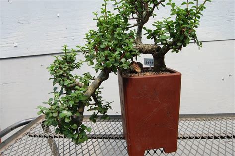 30 Year Old Baby Jade Cascade Specimen Bonsai Tree