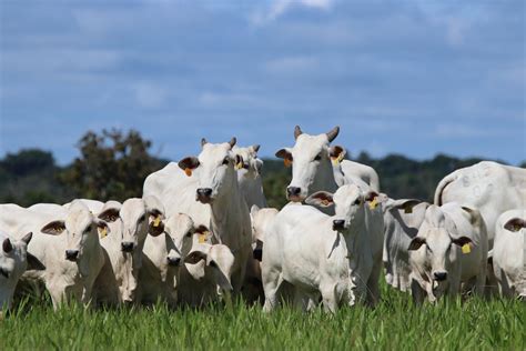 Manejo Integral De Pasturas Mejoradas En Sabanas Tropicales