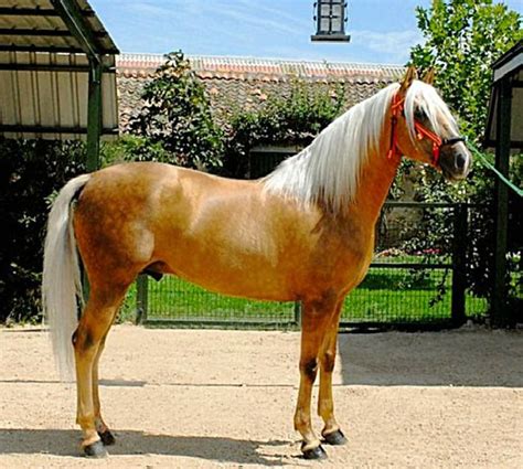 Palomino Lusitano stallion, Quod. | Beautiful horses, Palomino horse ...