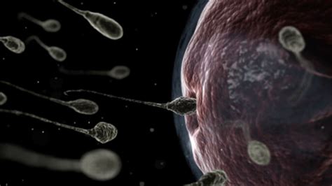 En 40 ans le nombre de spermatozoïdes a chuté de façon dramatique chez