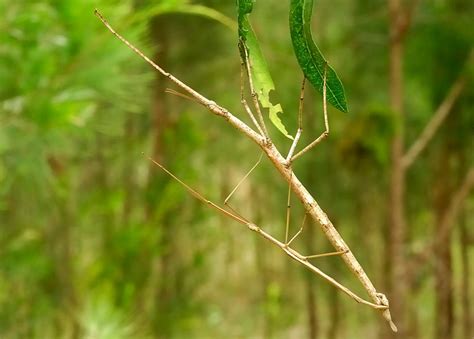 World’s Second Longest Insect Discovered In Vietnam