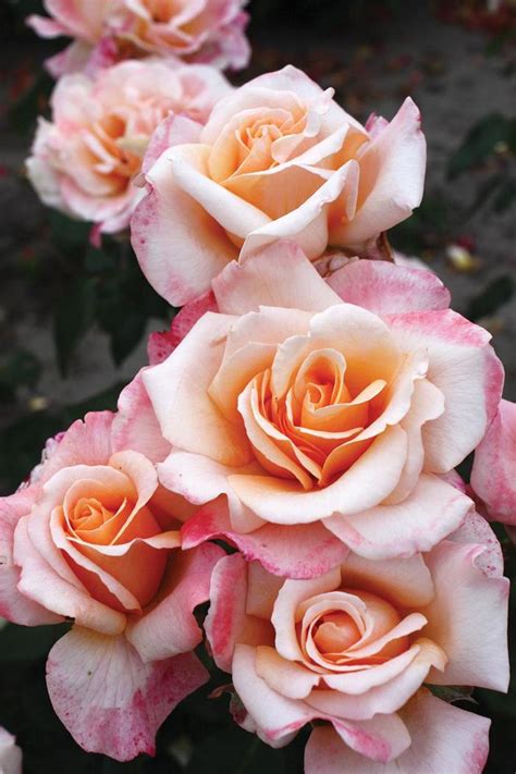 Rosa Eleganza® Oh Happy Day Koroligeo Hybrid Tea Rose Garden Center Marketing