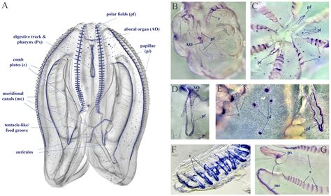 Frontiers Nitric Oxide Signaling In Ctenophores