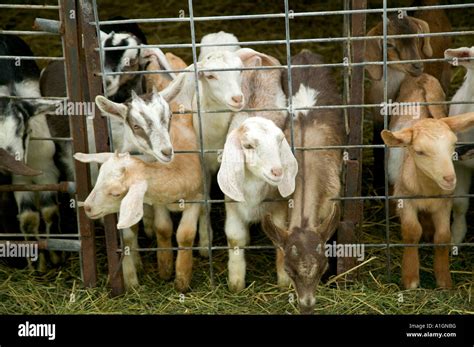 Goat Young Animals Kids Animal Kid Dairy California Hi Res Stock