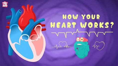 How Your Heart Works The Dr Binocs Show Best Learning Videos For