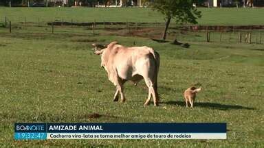 Assistir Boa Noite Paraná Foz do Iguaçu Amizade animal inusitada