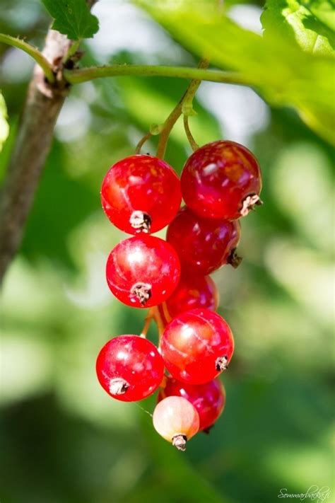 Pin De Maria Natividad Rodriguez Rico En Frutas Naturales Dise Os De