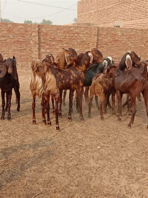 Brown Women Sirohi Female Goats At Kg In New Delhi Id