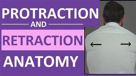 Protraction vs Retraction of the Scapula, Shoulders | Anatomy Body ...