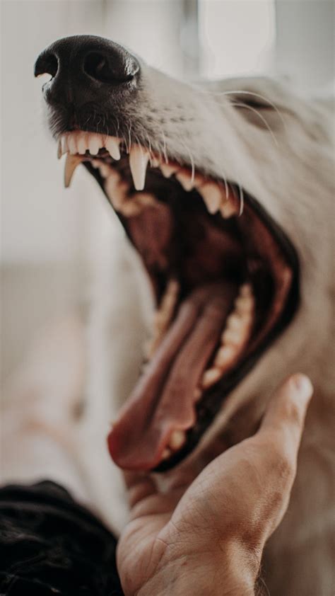 Photo of a White Dog Yawning · Free Stock Photo