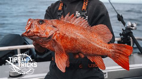 Fishing Tips And Techniques For California Rockfish And Groundfish