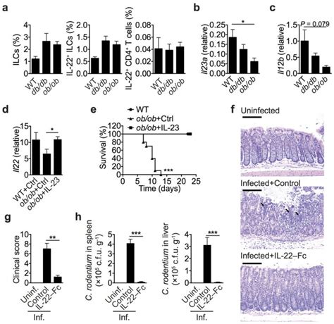 科学网—研究证明白细胞介素22是糖尿病治疗新靶点 孙学军的博文