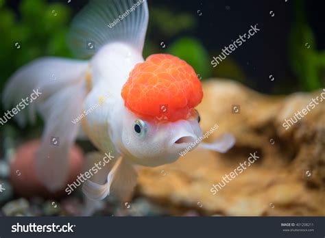 790 Red Cap Goldfish Images Stock Photos And Vectors Shutterstock