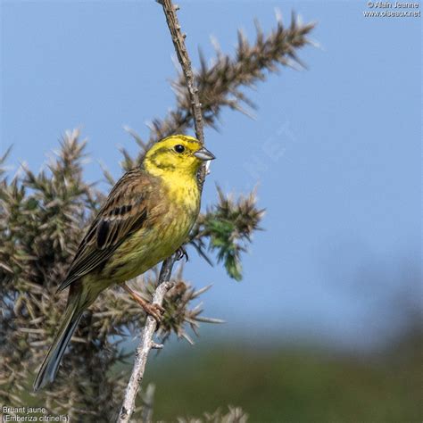 Yellowhammer - Emberiza citrinella male - alje246157