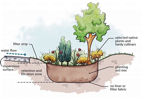 Maintenance Ideas For Rain Gardens And Bioretention Facilities