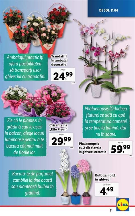 Oferta Floraria Lidl Din Aprilie Revista Oferte Lidl