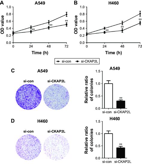 Depleting Ckap2l Suppresses A549 And H460 Cell Proliferation Notes